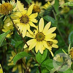 Helianthus 'Lemon Queen' GM P9