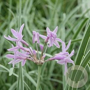 Tulbaghia violacea 'Silver Lace' GM P9