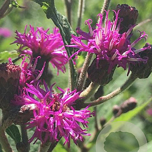 Vernonia missurica GM P9