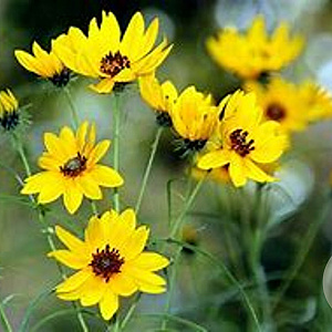 Helianthus salicifolius GM P9