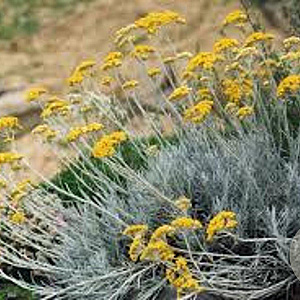 Helichrysum italicum GM P9