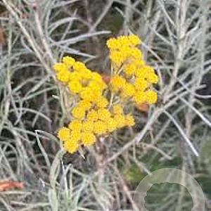 Helichrysum italicum GM P9