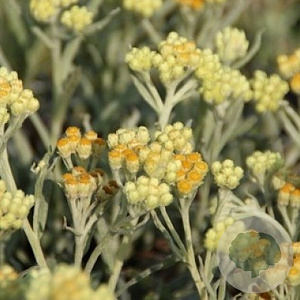 Helichrysum 'Schwefellicht' GM P9