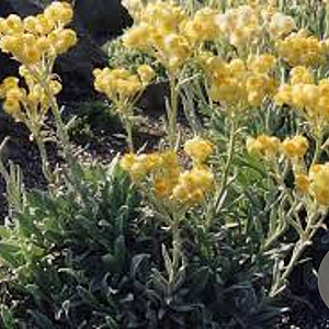 Helichrysum 'Schwefellicht' GM P9