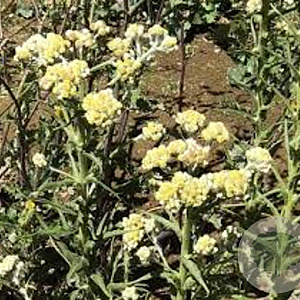 Helichrysum 'Schwefellicht' GM P9
