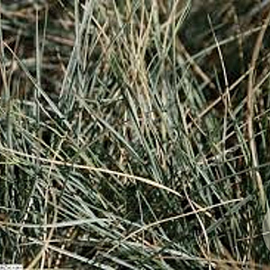 Helictotrichon sempervirens GM P9