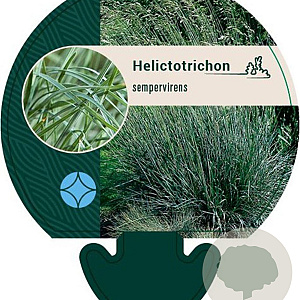 Helictotrichon sempervirens GM P9