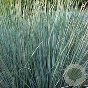 Helictotrichon sempervirens GM P9