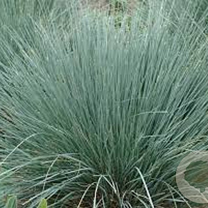 Helictotrichon sempervirens GM P9