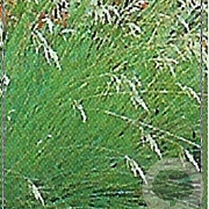 Helictotrichon sempervirens GM P9