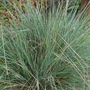 Helictotrichon sempervirens GM P9