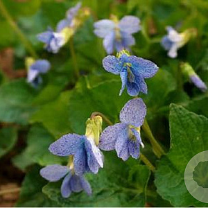 Viola sororia 'Dark Freckles' GM P9