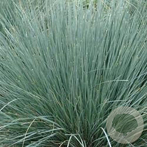 Helictotrichon sem. 'Saphirsprudel' GM P9