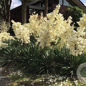 Yucca filamentosa 'Schneetanne' GM  P11