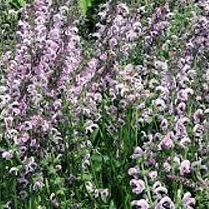 Salvia 'Eveline' GM P9