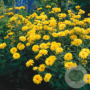 Heliopsis helianthoides scabra GM P9