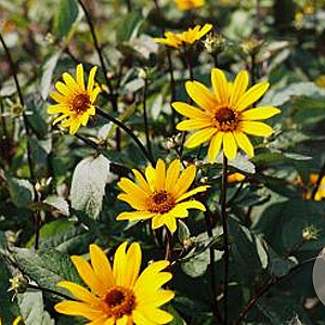 Heliopsis h. 'Summer Nights' GM P9