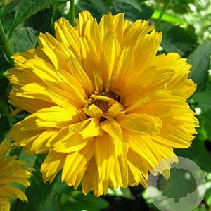 Heliopsis h. 'Summer Sun' GM P9