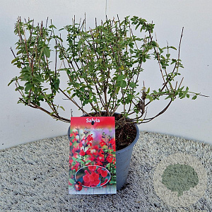 Salvia 'Royal Bumble' 40-45 cm 2,5L