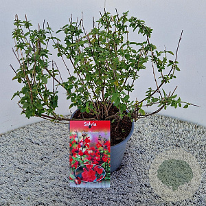 Salvia 'Royal Bumble' 40-45 cm 2,5L