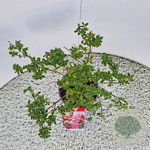 Salvia 'Royal Bumble' 40-45 cm 2,5L