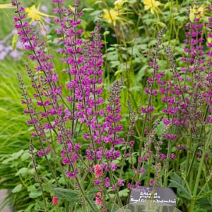 Salvia 'Royal Crimson Distinction' GM P9