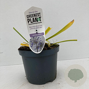 Agapanthus 'Sunfield' 25-30 cm 3,0L