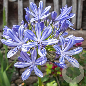 Agapanthus 'Suzan' GM C5