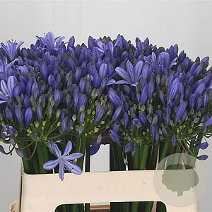 Agapanthus 'Uri' GM 10L
