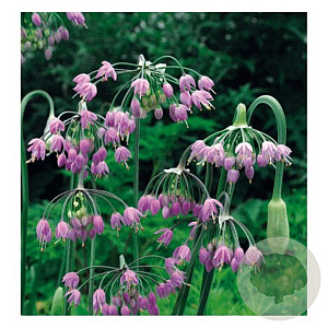 Allium cernuum 'Hidcote' GM P9