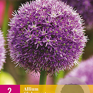 Allium 'Globemaster' GM 2,0L