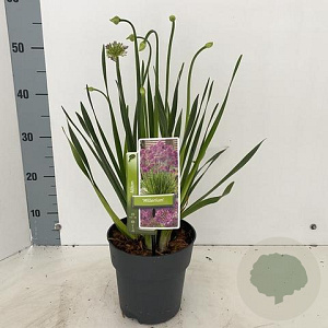 Allium 'Millenium' 20-25 cm 2,0L
