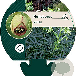 Helleborus foetidus GM P9