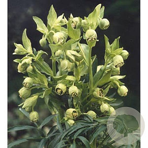 Helleborus foetidus GM P9