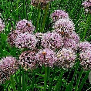 Allium nutans GM P9