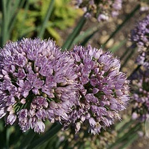 Allium senescens 'Meise' GM P9