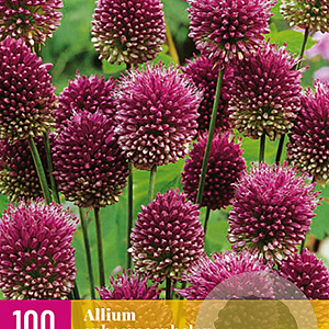 Allium sphaerocephalon GM 2,0L