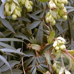 Helleborus f. 'Wester Flisk' GM P9