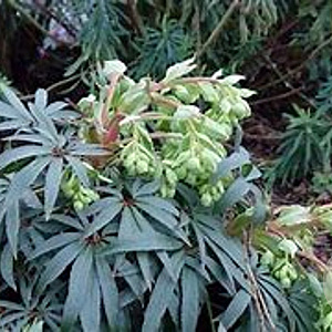 Helleborus f. 'Wester Flisk' GM P9