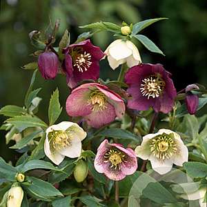 Helleborus orientalis GM P9