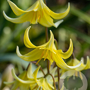Erythronium 'Pagoda' GM P9