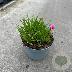 Rhodohypoxis milloides 'Paula' 10-15 cm P13