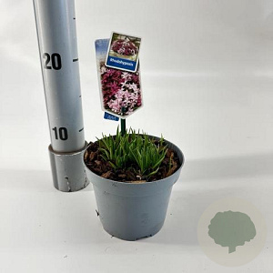 Rhodohypoxis milloides 'Paula' 10-15 cm P13