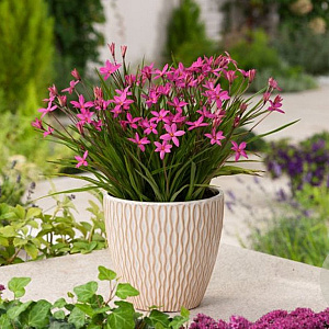 Rhodoxis 'Hebron Farm Cerise' GM P9