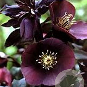 Helleborus o. 'Blue Lady' GM P9