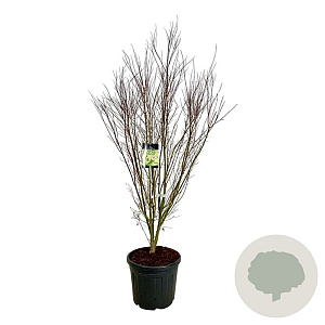Acer palmatum 'Tsukawa Silloueth' 170-200 cm cont. 55L extra