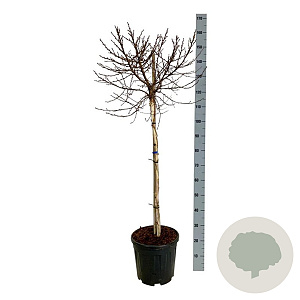 Betula pendula 'Magical Globe' 90 cm stam 15L
