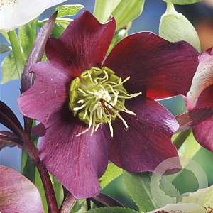 Helleborus o. Red Hybrids GM P9