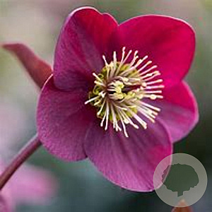 Helleborus o. 'Red Mountain' GM P9