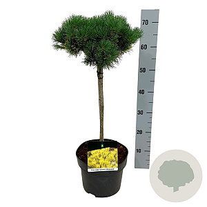 Pinus mugo 'Carsten's Wintergold' 40 cm stam 5,0L